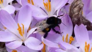 Frühling Hummel bestäubt Krokusse [upl. by Nemhauser]