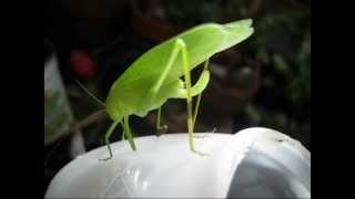 KatydidYouTube egg Laying  nope katydid takes a  Nature Calls in New Jersey [upl. by Eibrik]