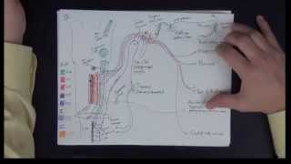 Neuroanatomy  Cranial Nerves IX X XI XII  Drawing the Pathways [upl. by Ennaeilsel]