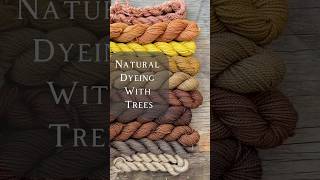 Let’s Naturally Dye with Trees naturalcolor naturaldye plants tree yarn [upl. by Iroc48]