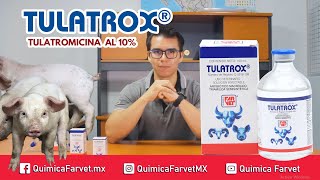 Cómo Combatir la Neumonía en Cerdos Descubre el Medicamento Más Eficaz  TULATROX [upl. by Dory]