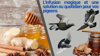 L’infusion magique et une solution au quotidien pour vos pigeons [upl. by Yelrahc]