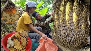 Spray video of the process of exploiting forest honeyliving with nature  ha thi muon [upl. by Shelton]