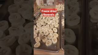 FREEZE DRIED BANANAS harvestright freezedryer stockedpantry [upl. by Loredana]