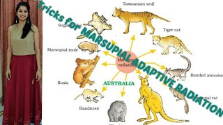 Tricks for Adaptive Radiation Of Marsupials of Australia  Evolution  NEET  AIIMS  12 CBSEICSE [upl. by Krys761]