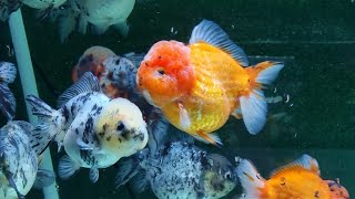 Cá yuanbao Oranda goldfish  Trại Cá Kiểng Diamondda [upl. by Gaelan283]