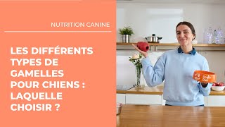 Les différents types de gamelles pour chiens  laquelle choisir  🐶 [upl. by Eads607]