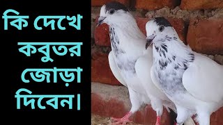 What is needed for pigeon pairing apcluboriginal pigeon kabootar birds savrilmart [upl. by Ilyssa]