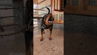 small dog barking angry dog angrypuppy viral dogsound puppy angry funnydog doglover funny [upl. by Selmner612]