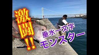 【激闘モンスター】fishingmax垂水店818垂水一文字『カンダイ』バトル動画！ [upl. by Annaihs201]