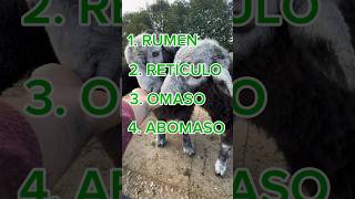 ¿Qué son los rumiantes Te lo explico en 44 segundos 🐮🐑🐐 [upl. by Slemmer720]