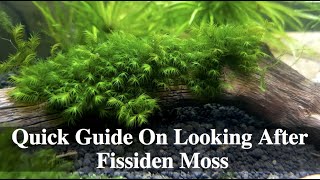 Quick Guide On Looking After Fissiden Moss [upl. by Eresed]