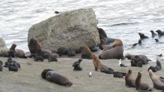 South American Sea Lion Otaria flavescens Colony [upl. by Olraced423]