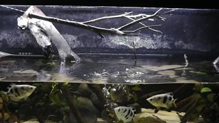 Africa leaf fish ctenopoma acutirostre jumping [upl. by Vladamar]