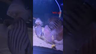 Hecklel cross discus collection discusfish lets go [upl. by Martin855]