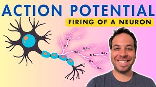 Action Potential  Firing of a Neuron  Depolarization [upl. by Chic27]