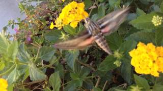 Hummingbird Moth [upl. by Enamart964]