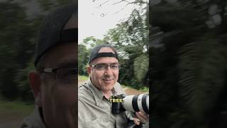 Unexpected Roadside Encounter with a Potoo [upl. by Bacchus]