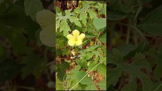 Bitter gourd flowers 🍀 trending viral music shortfeed flowers [upl. by Melinde]