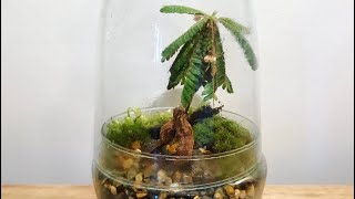 Biophytum Sensitivum Terrarium [upl. by Bagley403]