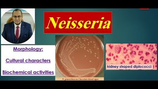 Neisseria 1 Morphology Culture Biochemical reactions quot Medical microbiology [upl. by Eisoj]