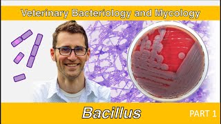 Bacillus Part 1  Veterinary Bacteriology and Mycology [upl. by Edee]