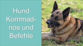 Hund Kommandos und Handzeichen [upl. by Asnarepse]