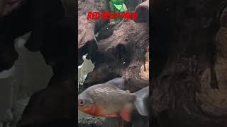 Red Belly PACU freshwater aquarium pacufish aquariumfish fishies freshwaterfish fishhobby [upl. by Parrish]