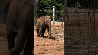 Exercise time for Kabir  Cincinnati Zoo shorts [upl. by Ainnet140]