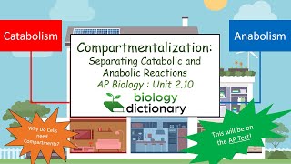 Compartmentalization Separating Catabolic from Anabolic Reactions  AP Biology 210 [upl. by Datnow]