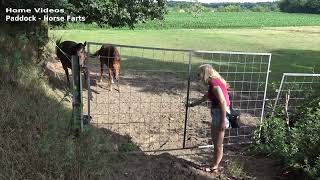 Horse Farts in Paddock Nr1 [upl. by Berman]