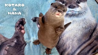 最高のブランケットが完成したのでカワウソに体験してもらった！ Otters Give Their New Blanket Merch the Ultimate Cuddle Test [upl. by Hsirt516]