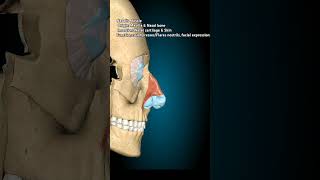 Nasalis humananatomy anatomy skull completeanatomy [upl. by Siseneg]