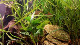 Ornate Tetra Rosey Barb Trigonostigma hengeli Lambchop Rasbora [upl. by Twitt961]