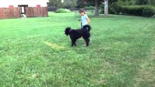 Obed Demo WquotSamquot The Bouvier  Protection Dog Sale Fun Naturally Protective Personal Dog Training [upl. by Aelam]