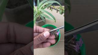 verbena plant 🌱germination  shorts gardening garden flowers verbena tarracegarden shortvideo [upl. by Maller741]