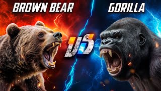 Brown Bear VS Gorilla [upl. by Einrae]