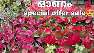 Onam special offer sale😍Aglonima begonia calathea varieties for saleMalayalam [upl. by Seugirdor933]