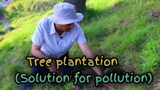 Deodar tree plantation result after one year [upl. by Reinaldo]