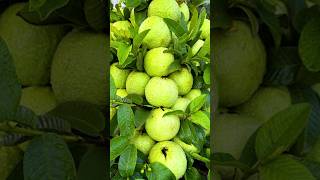 🌿How grow Lemon tree great idea to propagate Lemon tree by air layering using a Carrot🥕 lemontree [upl. by Grath]