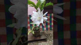 Brahma kamal flower bloom in my Garden😍🙏 [upl. by Keever16]