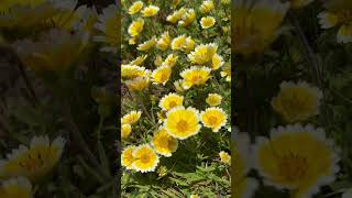 California Wildflowers In Full Bloom  🌼🌼😍 [upl. by Twum]