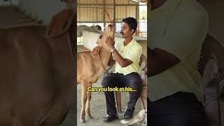 Should you eat Beef Parotta in Kerala beef beefparotta kerala cows animals truth viral [upl. by Jade152]