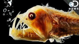 Why Does Deep Sea Life Look So Strange [upl. by Joellen]