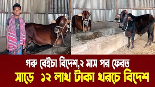 গরু বেইচা বিদেশ২ মাস পর ফেরতসাড়ে ১২ লাখ টাকায় বিদেশ  Goru Palon Bangladesh  Nibir Krishi [upl. by Scotney]