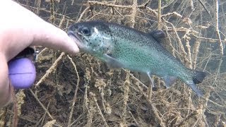 truite caline  blackbass  tanche  carpe  anguille  plongée dans la gravière mon amour bamboulé [upl. by Aihsercal886]