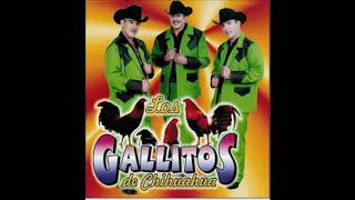 Los Gallitos de Chihuahua  porque te quedre tanto [upl. by Corrinne]