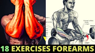 18 FOREARMS EXERCISES  musculation avantbras [upl. by Isdnyl165]