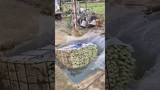 Rinsing romaine lettuce for freshness process [upl. by Segalman]