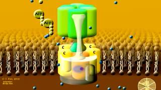 Animation of the rotary mechanism of the Vacuolar protonATPase VATPase – a protein complex [upl. by Kaplan]